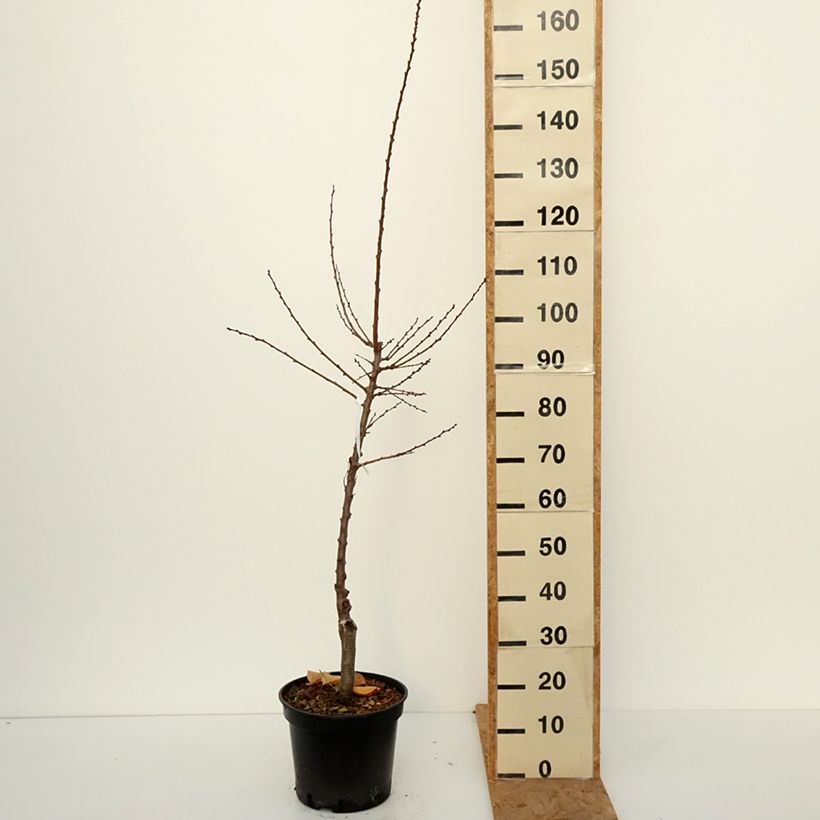 Exemplar von Abricotier Bergeval Pot de 7,5L/10L, Gobelet wie im Herbst geliefert