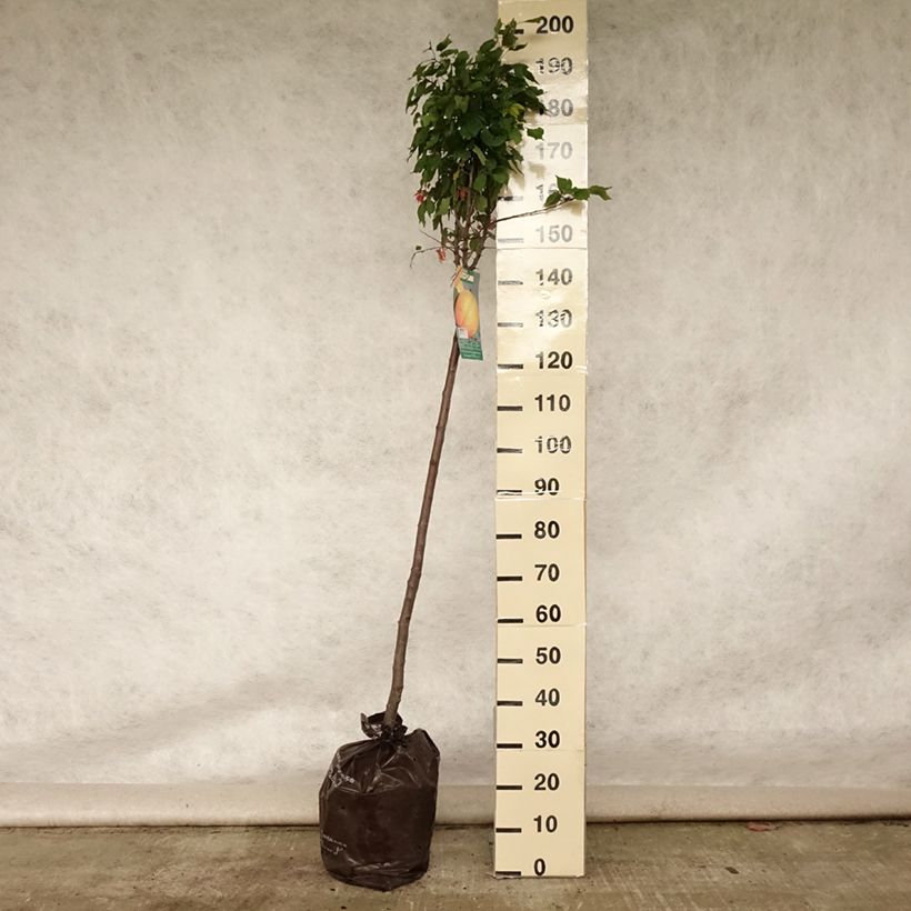 Exemplar von Aprikose Doucoeur - Prunus armeniaca Plug "Fertig-zum-Pflanzen", Halbstamm wie im Sommer geliefert