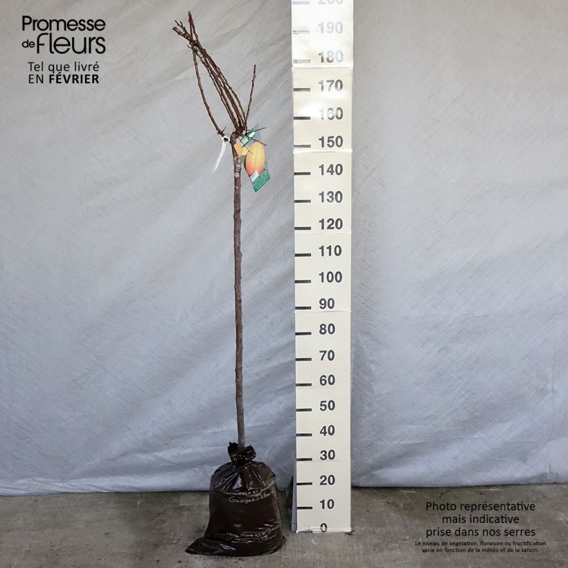 Exemplar von Aprikose Doucoeur - Prunus armeniaca Plug "Fertig-zum-Pflanzen", Halbstamm wie im Winter geliefert