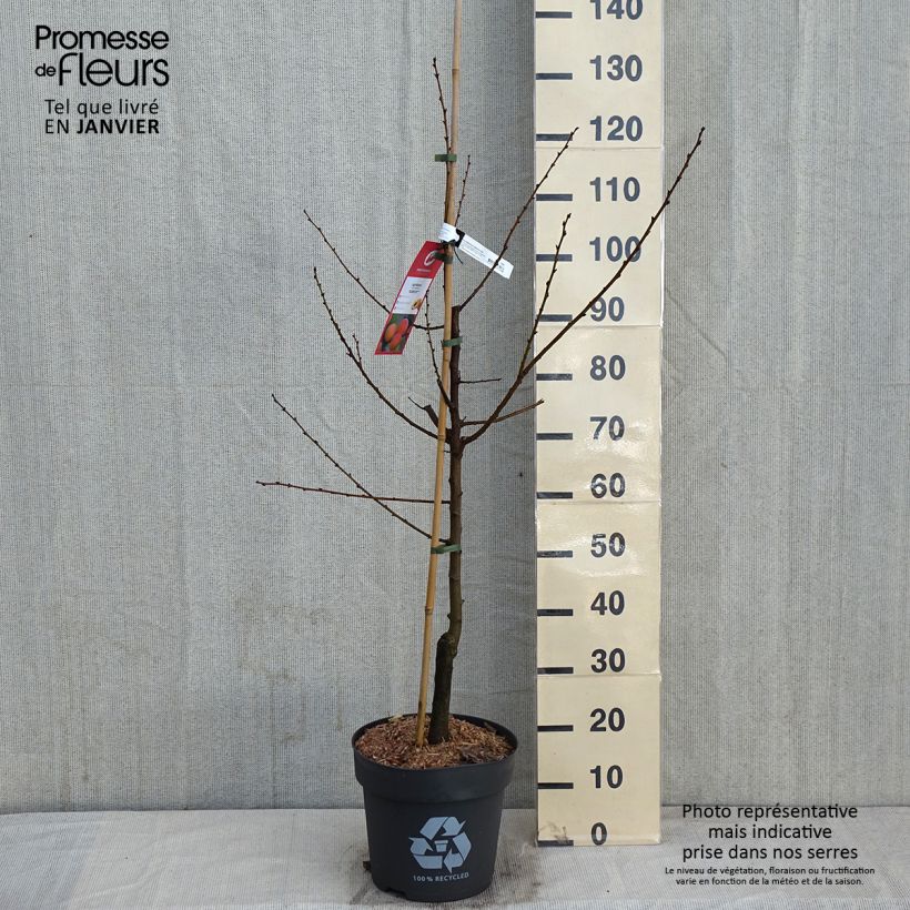 Exemplar von Aprikose Goldrich - Prunus armeniaca Topf mit 7,5L/10L, Gobelet-Form wie im Winter geliefert