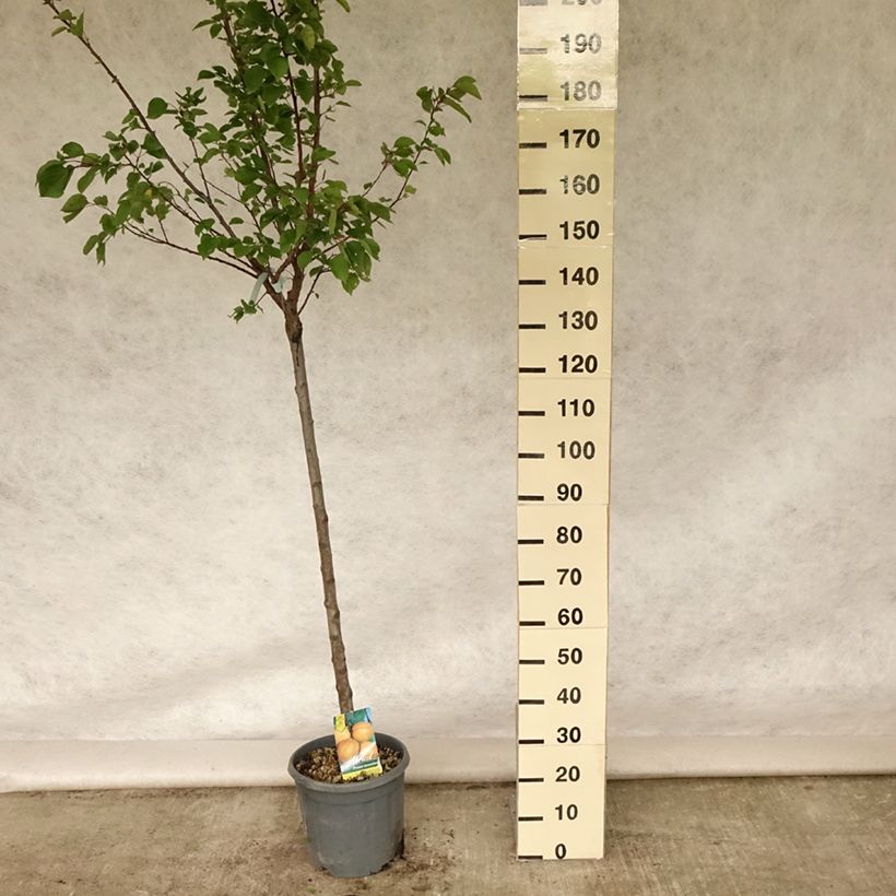 Exemplar von Aprikose Hargrand - Prunus armeniaca Topf mit 12L/15L, Halbstamm wie im Sommer geliefert