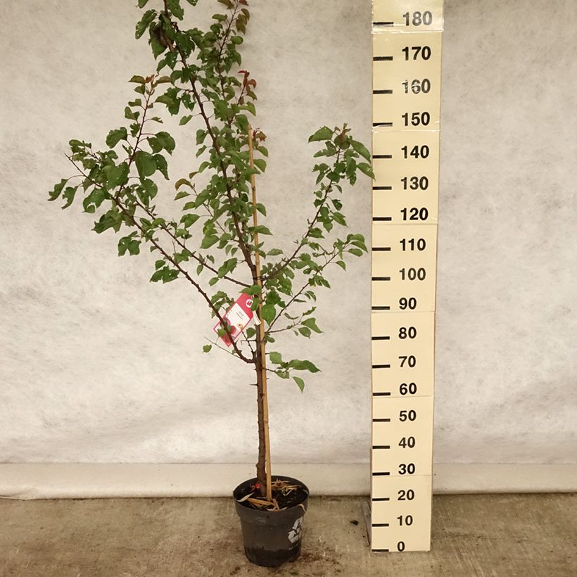 Exemplar von Aprikose Hargrand - Prunus armeniaca Topf mit 7,5L/10L, Gobelet-Form wie im Sommer geliefert
