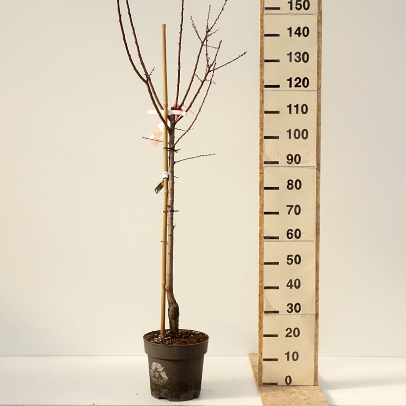 Exemplar von Aprikose Hargrand - Prunus armeniaca Topf mit 7,5L/10L, Gobelet-Form wie im Winter geliefert