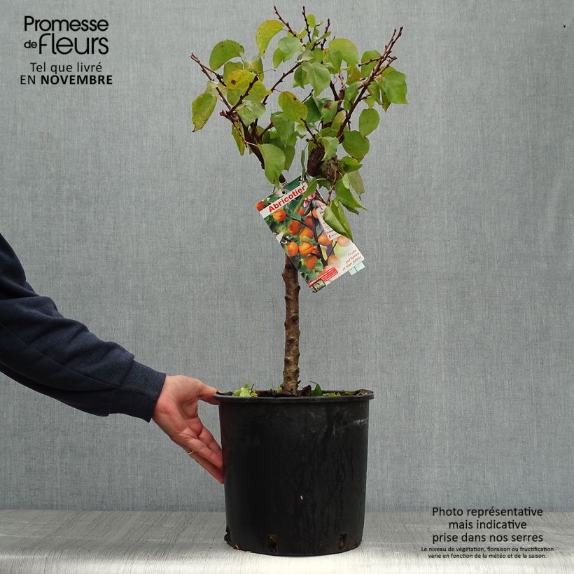 Exemplar von Aprikose Garden Aprigold - Prunus armeniaca Topf mit 6L/7L, Zwergform wie im Herbst geliefert