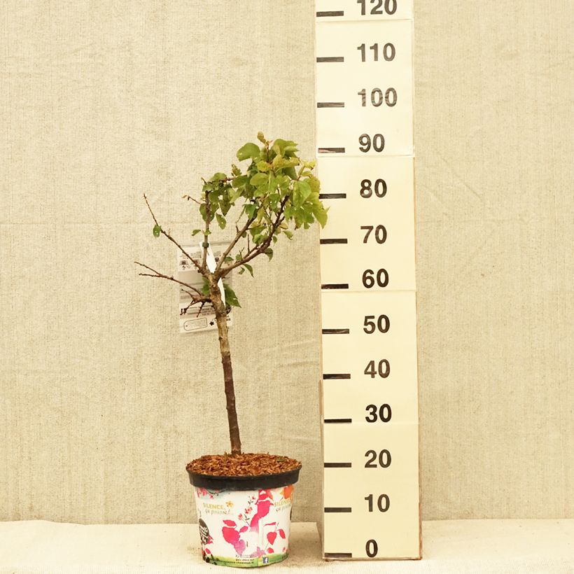 Exemplar von Aprikose Garden Aprigold - Prunus armeniaca Topf mit 6L/7L, 1/4 Stängel wie im Frühjahr geliefert