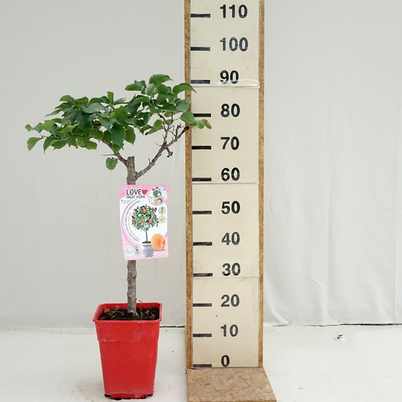 Exemplar von Aprikose Garden Aprigold - Prunus armeniaca Topf mit 6L/7L, 1/4 Stängel wie im Sommer geliefert