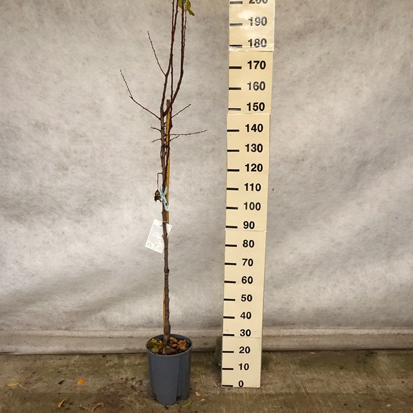 Exemplar von Aprikose Polonais - Prunus armeniaca Topf mit 7,5L/10L, Halbstamm wie im Herbst geliefert
