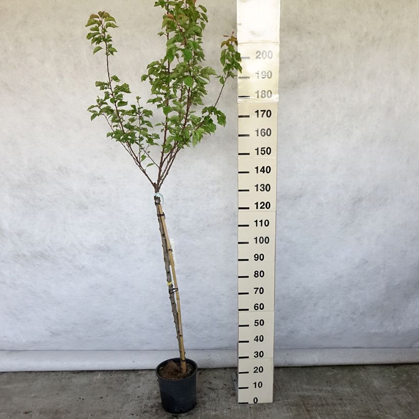 Exemplar von Aprikose Polonais - Prunus armeniaca Topf mit 7,5L/10L, Halbstamm wie im Sommer geliefert