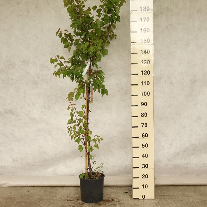 Exemplar von Aprikose Polonais - Prunus armeniaca Topf mit 7,5L/10L, Gobelet-Form wie im Sommer geliefert