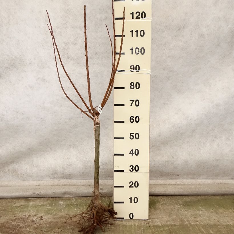Exemplar von Aprikose Compacta - Prunus armeniaca Wurzelnackt, 1/4 Stängel wie im Herbst geliefert