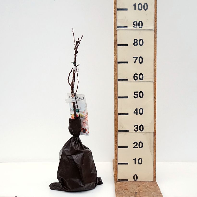 Exemplar von Aprikose Compacta - Prunus armeniaca Ballenware "Fertig-zum-Pflanzen", 1/4 Stängel wie im Herbst geliefert
