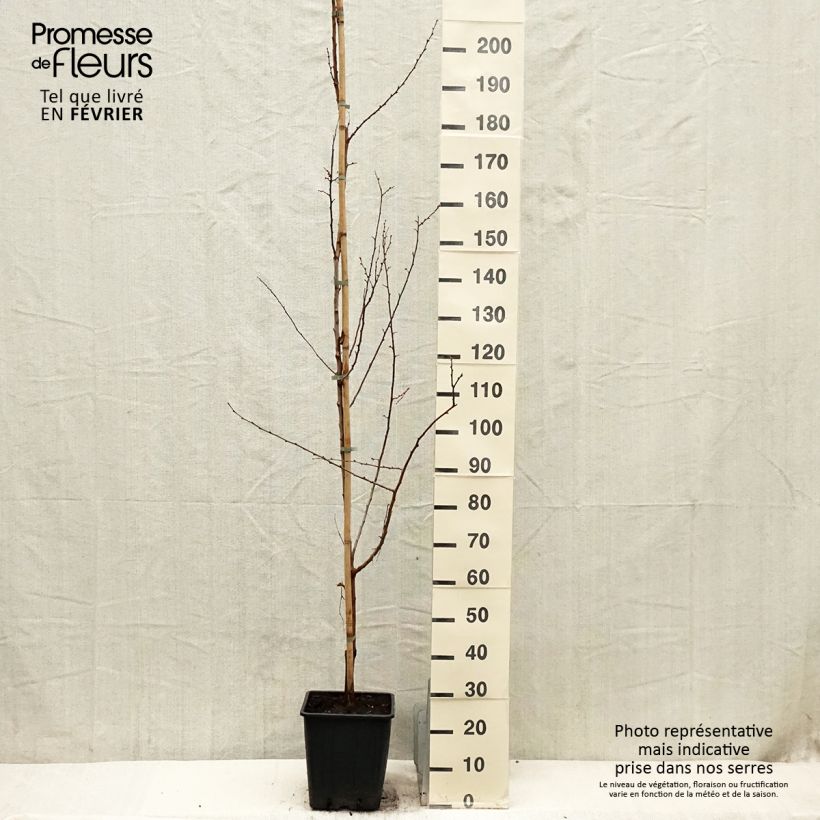 Exemplar von Aprikose Harcot - Prunus armeniaca Topf mit 12L/15L, Gobelet-Form wie im Winter geliefert