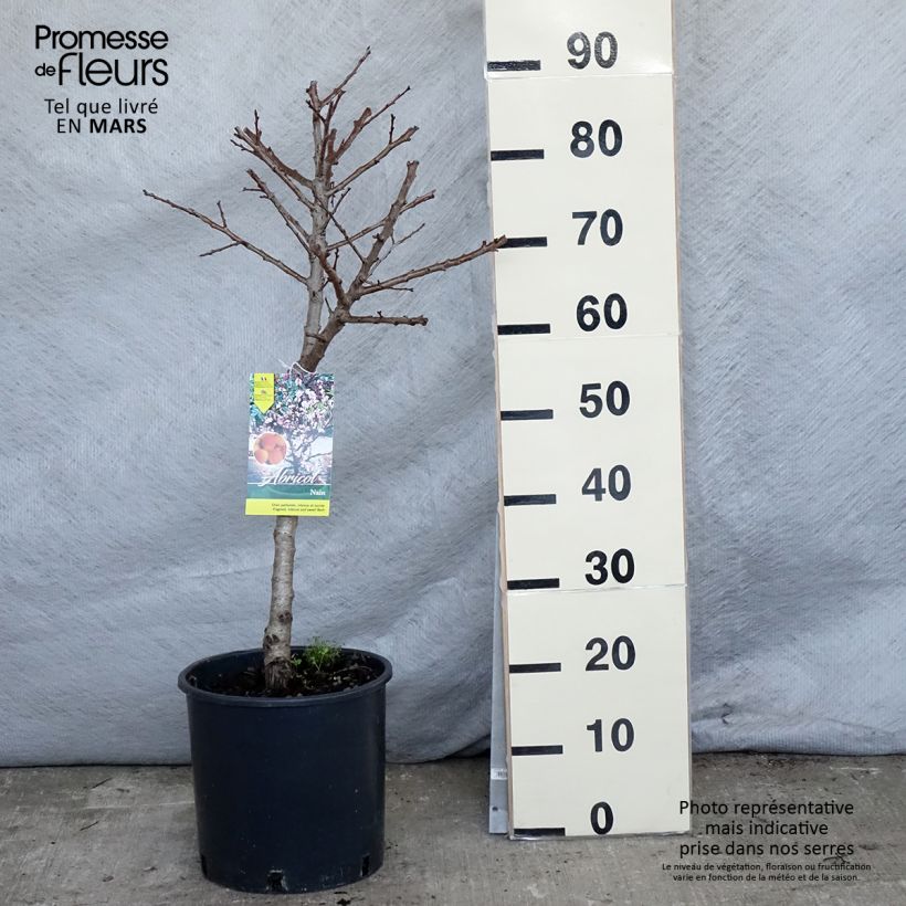 Exemplar von Aprikose Nanum - Prunus armeniaca Topf mit 7,5L/10L, Zwergform wie im Frühjahr geliefert