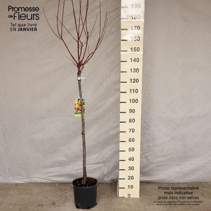 Exemplar von Aprikose Peche de Nancy - Prunus armeniaca Topf mit 7,5L/10L, Halbstamm wie im Winter geliefert