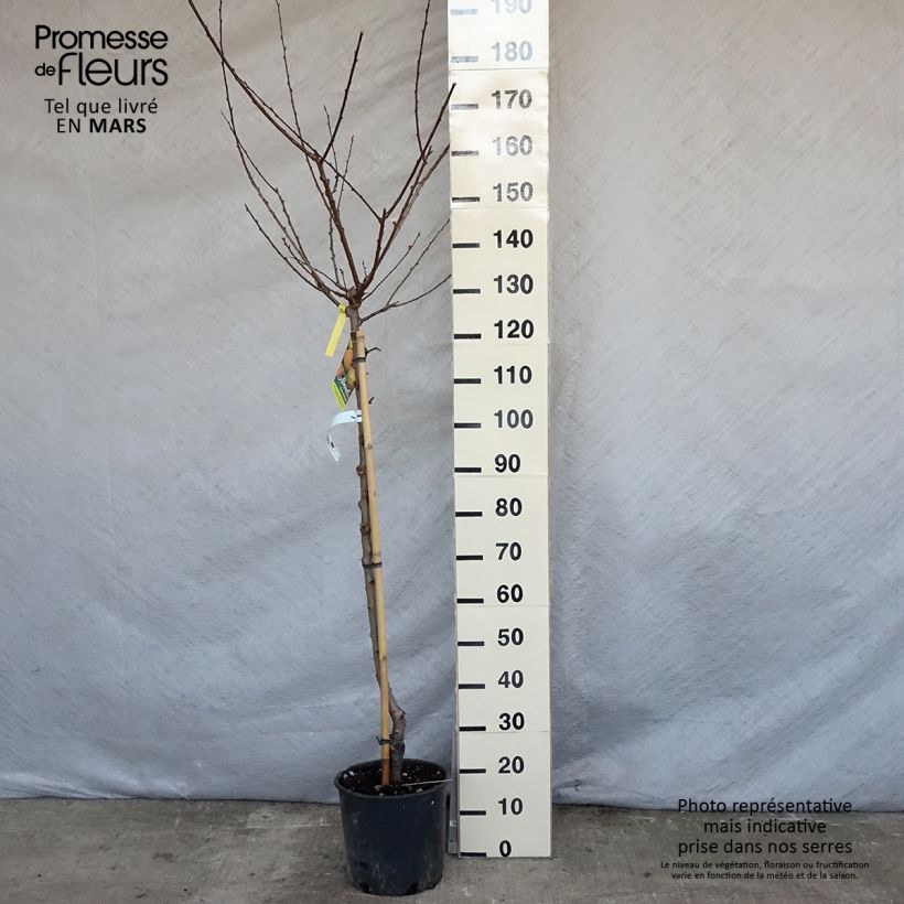 Exemplar von Aprikose Peche de Nancy - Prunus armeniaca Topf mit 7,5L/10L, Halbstamm wie im Frühjahr geliefert
