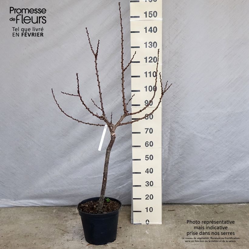 Exemplar von Aprikose Rouge du Roussillon - Prunus armeniaca Topf mit 7,5L/10L, Gobelet-Form wie im Winter geliefert