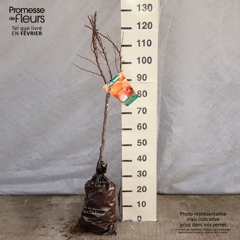 Exemplar von Aprikose Rouge Tardif Delbard 'Delmast' - Prunus armeniaca Plug "Fertig-zum-Pflanzen", Gobelet-Form wie im Winter geliefert