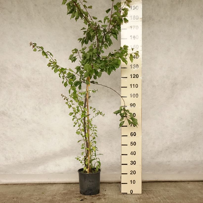 Exemplar von Aprikose Royal - Prunus armeniaca Topf mit 7,5L/10L, Halbstamm wie im Sommer geliefert