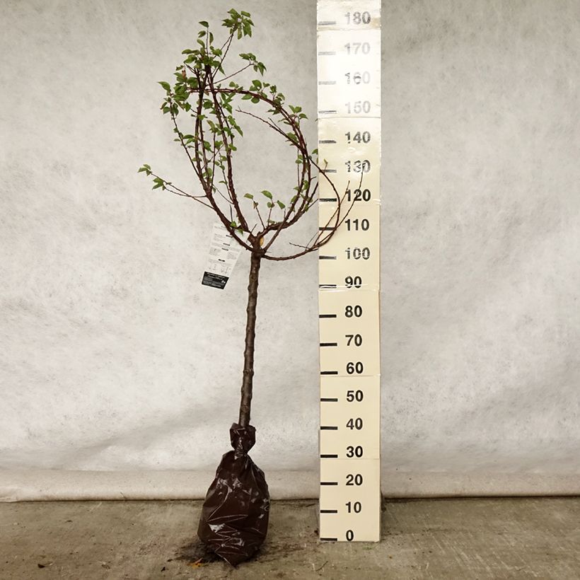 Exemplar von Aprikose Rustique Des Pyrénées bourquin - Prunus armeniaca Plug "Fertig-zum-Pflanzen", Gobelet-Form wie im Sommer geliefert