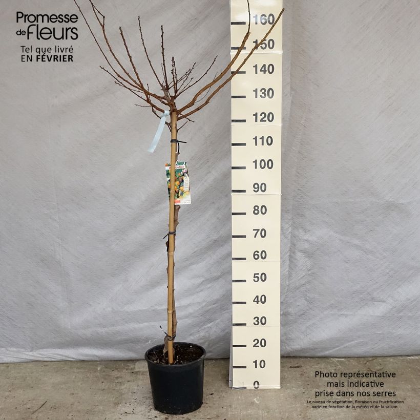 Exemplar von Aprikose Tardif de Tain - Prunus armeniaca Topf mit 7,5L/10L, Halbstamm wie im Winter geliefert