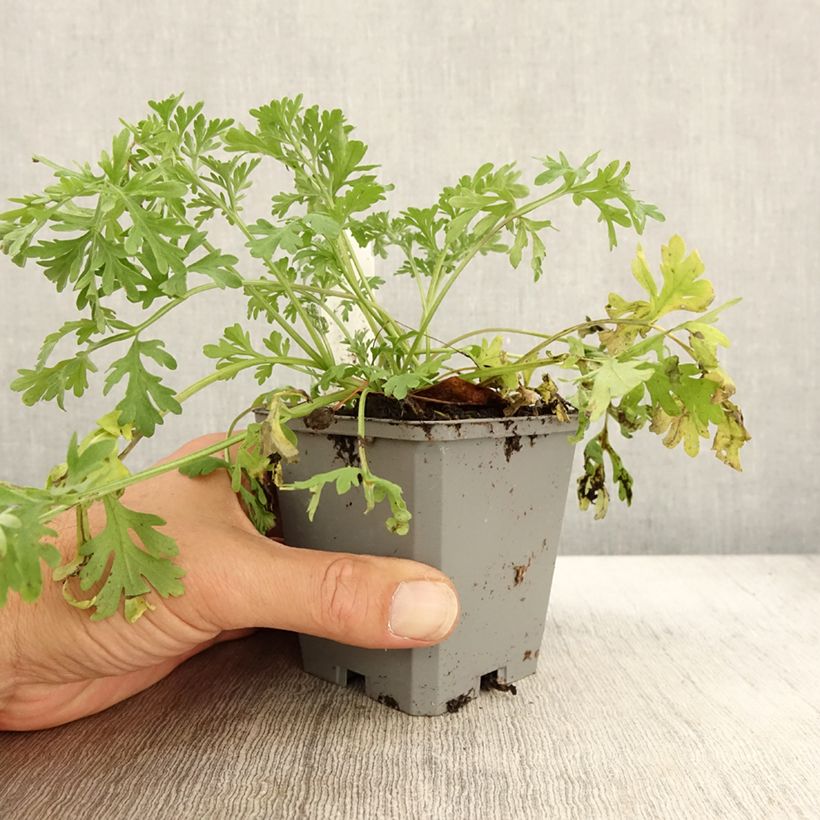 Exemplar von Wermut Bio - Artemisia absinthium Kleine Töpfe von 7/8 cm wie im Herbst geliefert