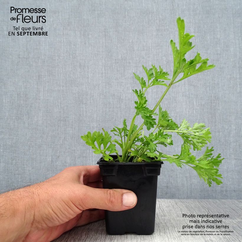 Exemplar von Wermut Bio - Artemisia absinthium Kleine Töpfe von 7/8 cm wie im Sommer geliefert