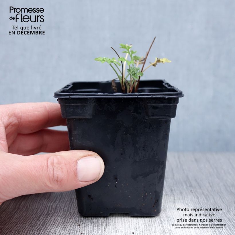 Exemplar von Wermut Bio - Artemisia absinthium Kleine Töpfe von 7/8 cm wie im Winter geliefert