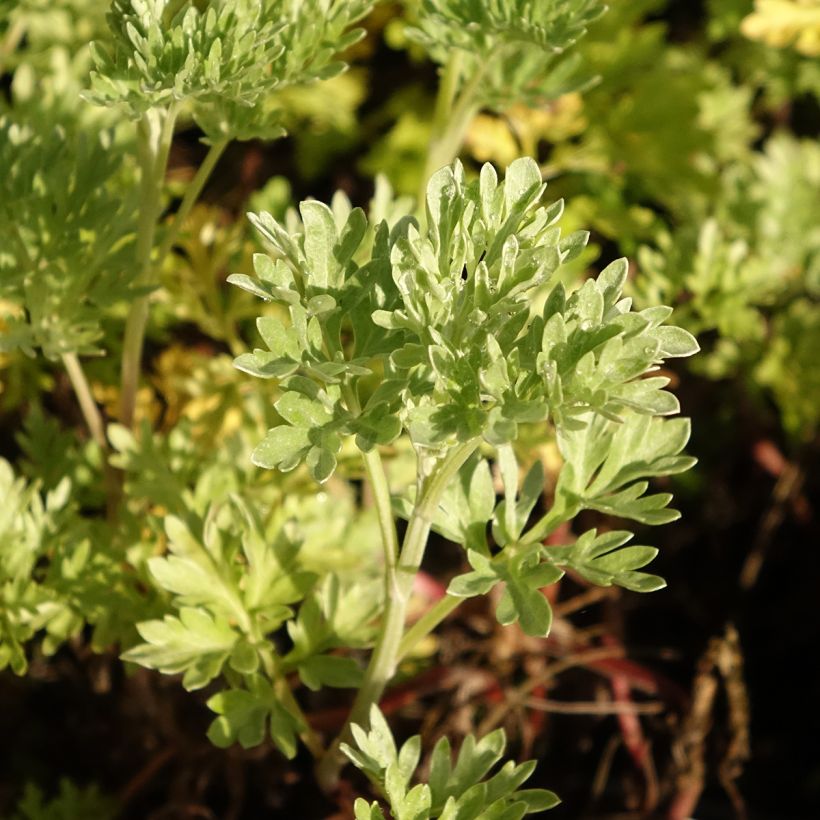 Wermut Bio - Artemisia absinthium (Laub)