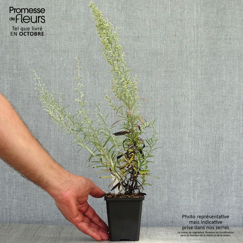 Exemplar von Silber-Wermut Boughton Silver - Artemisia stelleriana Kleine Töpfe von 8/9 cm wie im Herbst geliefert