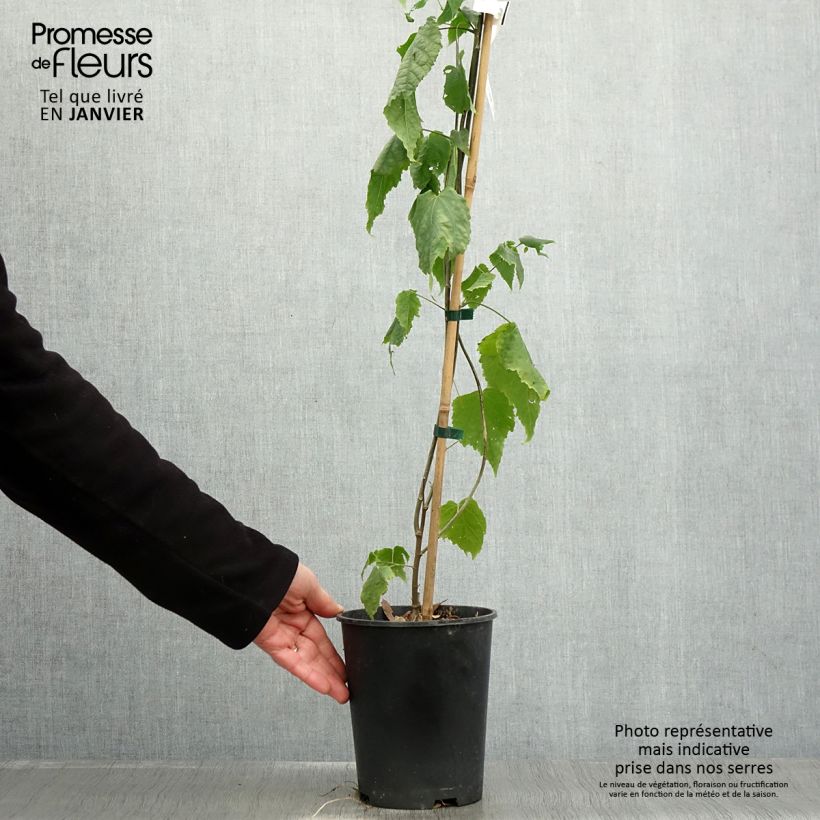 Exemplar von Abulilon megapotamicum - Schönmalve Topf mit 3L/4L wie im Winter geliefert