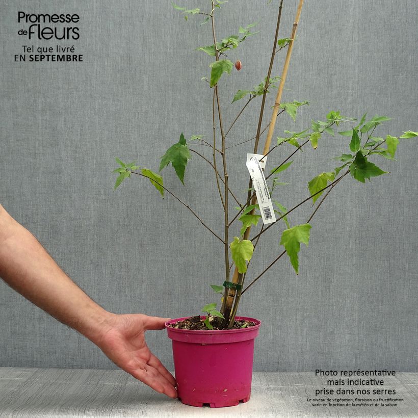 Exemplar von Abutilon Pink Charm - Schönmalve Topf mit 3L/4L wie im Herbst geliefert