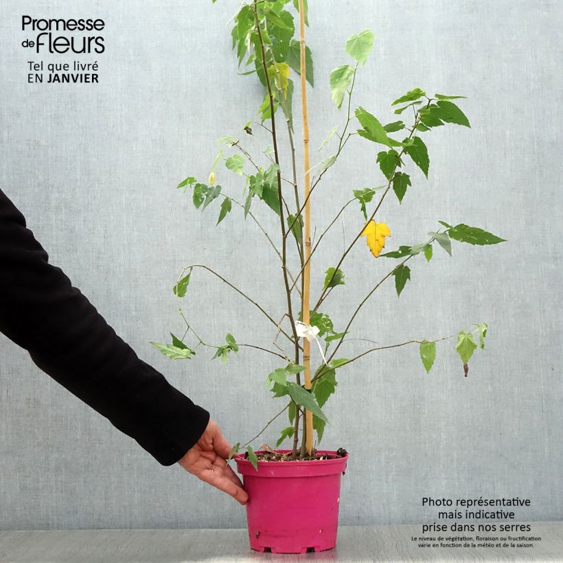 Exemplar von Abutilon Pink Charm - Schönmalve Topf mit 3L/4L wie im Winter geliefert