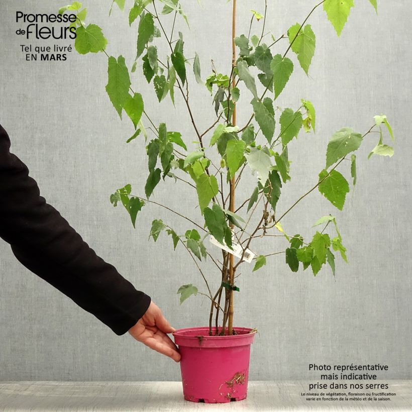 Exemplar von Abutilon Pink Charm - Schönmalve Topf mit 3L/4L wie im Frühjahr geliefert