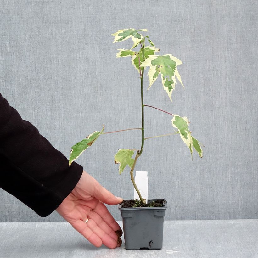 Exemplar von Abutilon Souvenir de Bonn - Schönmalve Kleine Töpfe von 8/9 cm wie im Herbst geliefert