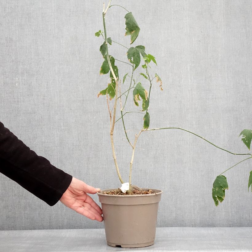 Exemplar von Abulilon striatum Redvein - Schönmalve Topf mit 3L/4L wie im Winter geliefert