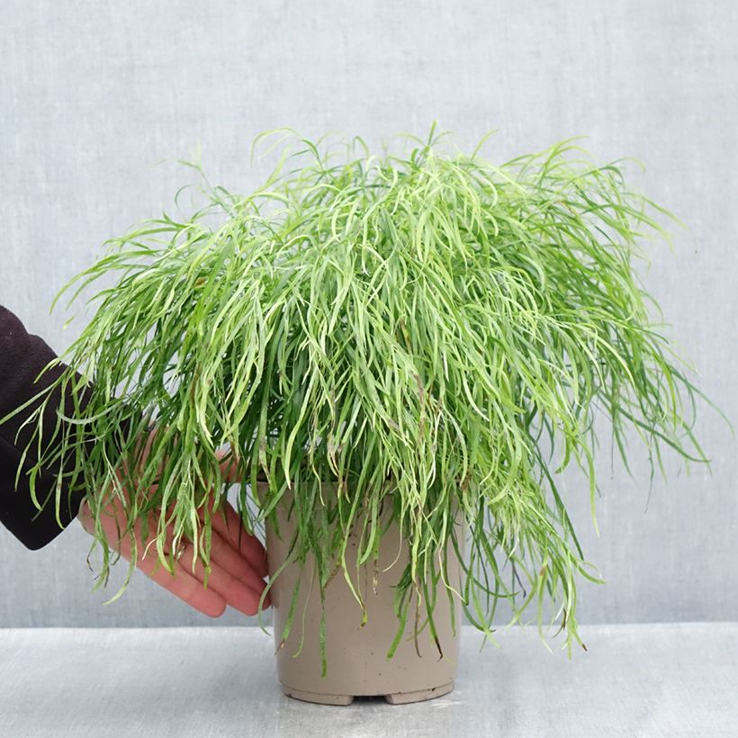 Exemplar von Acacia cognata Limelight - Akasie Topf mit 3L/4L wie im Herbst geliefert