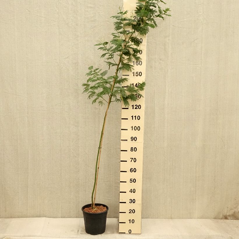 Exemplar von Acacia dealbata Gaulois Astier - Silber-Akazie Topf mit 7,5L/10L wie im Herbst geliefert
