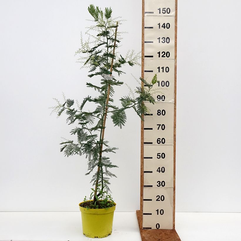 Exemplar von Acacia dealbata Gaulois Astier - Silber-Akazie Topf mit 7,5L/10L wie im Winter geliefert