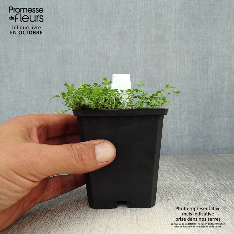 Exemplar von Acaena buchananii - Blaugrünes Stachelnüsschen Kleine Töpfe von 8/9 cm wie im Herbst geliefert