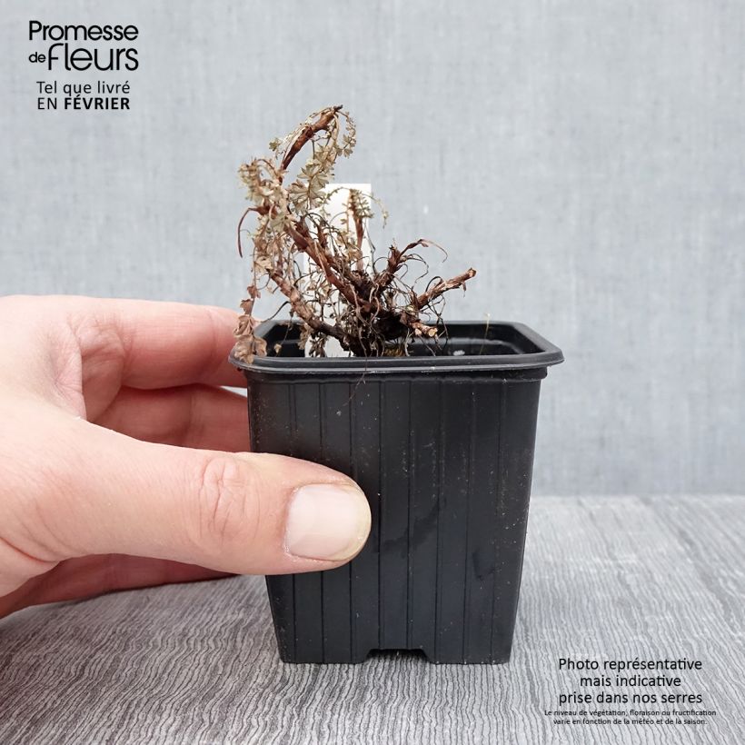 Exemplar von Acaena saccaticupula Blue Haze - Stachelnüßchen Kleine Töpfe von 8/9 cm wie im Winter geliefert