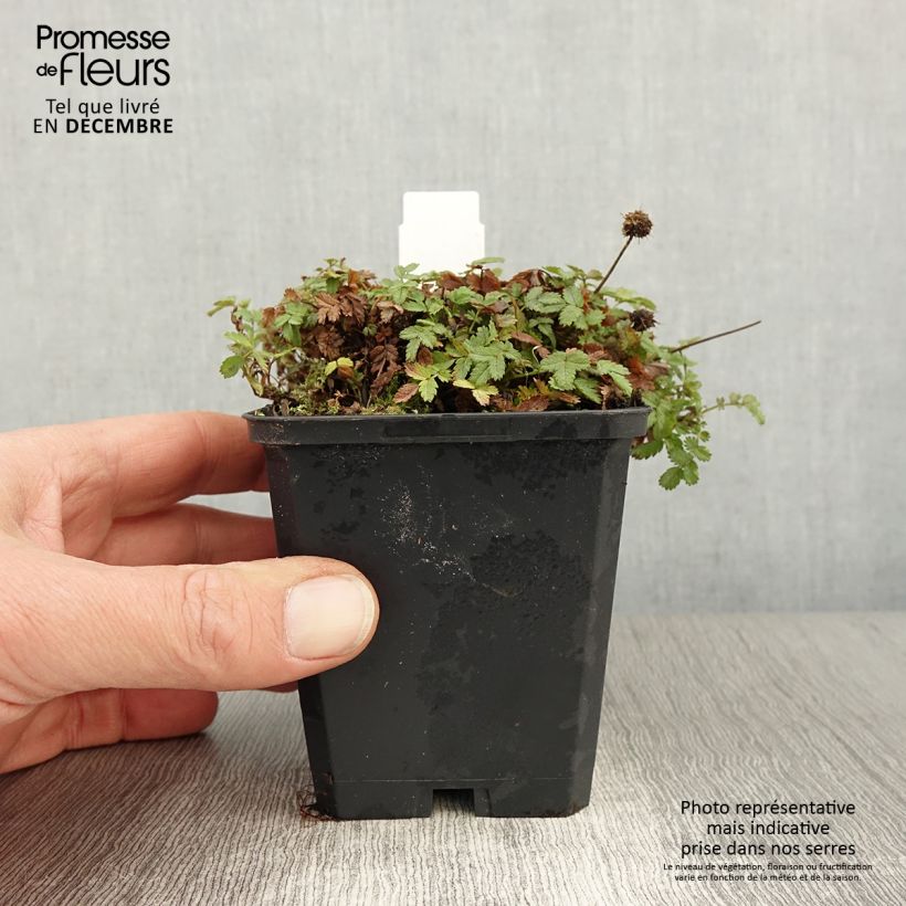 Exemplar von Acaena magellanica - Magellan-Stachelnüsschen Kleine Töpfe von 8/9 cm wie im Herbst geliefert