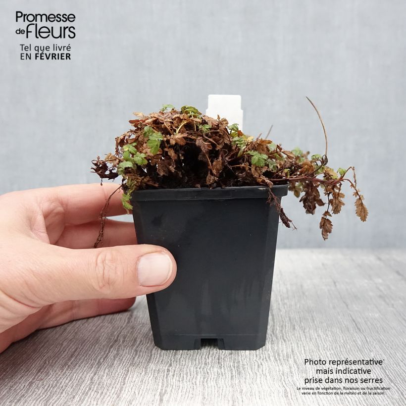 Exemplar von Acaena magellanica - Magellan-Stachelnüsschen Kleine Töpfe von 8/9 cm wie im Winter geliefert