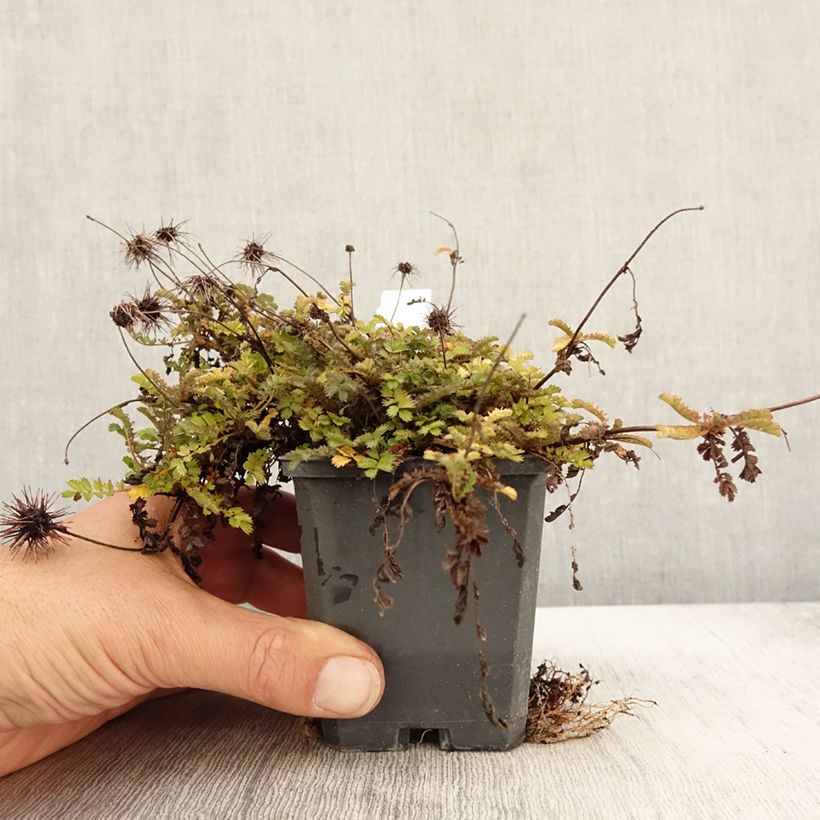 Exemplar von Acaena microphylla Dichte Matte - Stachelnüßchen Kleine Töpfe von 8/9 cm wie im Herbst geliefert
