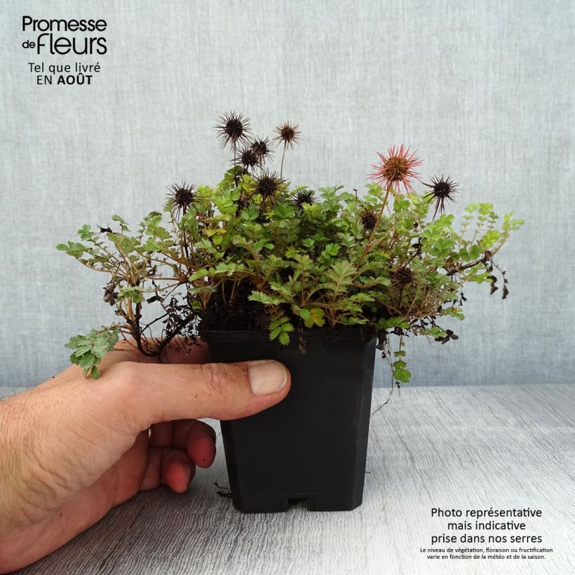 Exemplar von Acaena microphylla Dichte Matte - Stachelnüßchen Kleine Töpfe von 8/9 cm wie im Sommer geliefert