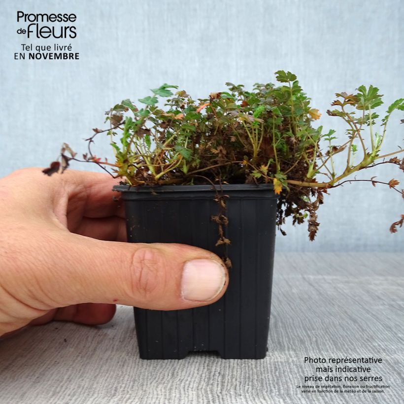 Exemplar von Acaena microphylla Kupferteppich - Stachelnüßchen Kleine Töpfe von 8/9 cm wie im Herbst geliefert
