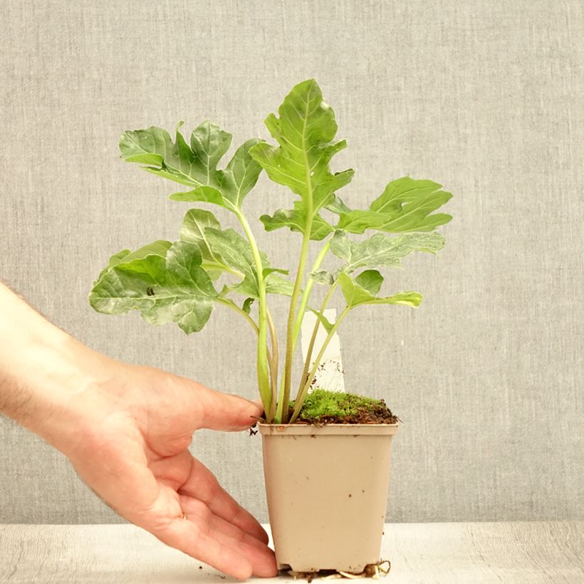 Exemplar von Acanthus mollis Latifolius - Weicher Akanthus Kleine Töpfe von 8/9 cm wie im Sommer geliefert
