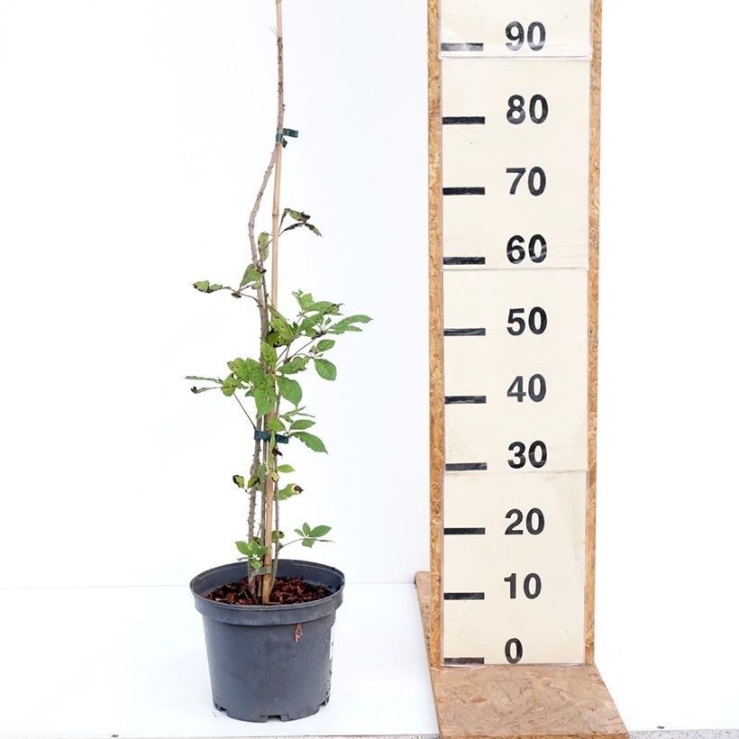 Exemplar von Acanthopanax henryi Topf mit 4L/5L wie im Herbst geliefert