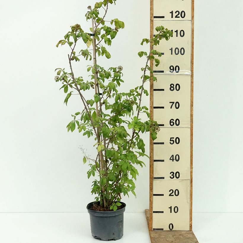 Exemplar von Acanthopanax henryi Topf mit 4L/5L wie im Sommer geliefert