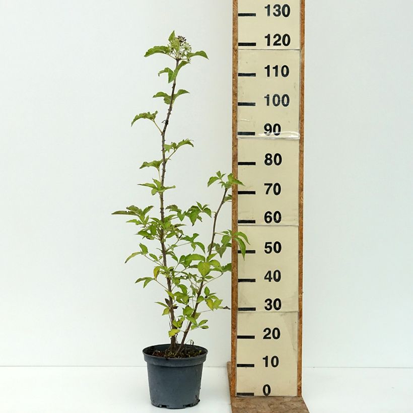 Exemplar von Acanthopanax henryi Nana Topf mit 3L/4L wie im Sommer geliefert