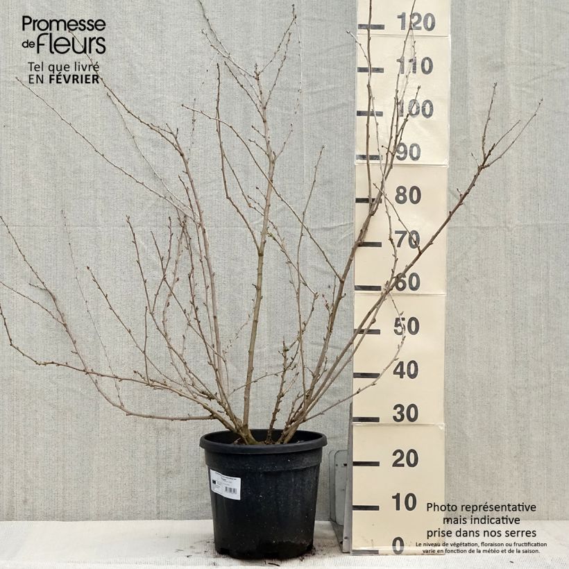 Exemplar von Acanthopanax sieboldii Variegatus Topf mit 12L/15L wie im Winter geliefert